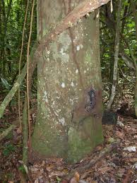Image result for Copaifera baumiana