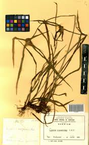 Image result for Cyperus mapanioides