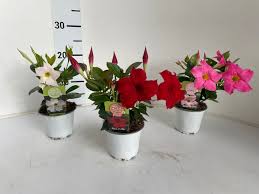 Image result for dipladenie hybrida rio obrázek