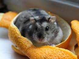 Hamsters are adorable little creatures, they're plump, fluffy and soft to hold. Keeping And Caring For Dwarf Hamsters As Pets