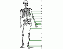 Learn human bones for anatomy class by using these easy memory tricks (mnemonics)! Bones Of The Body