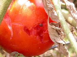 Cold(on nights when the weather forecast calls for a late spring frost ) 2. Tomato Fruit Problems