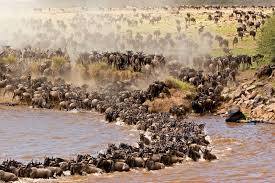 Image result for serengeti national park