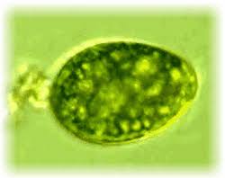 Check spelling or type a new query. Plant And Animal Cells S Cool The Revision Website