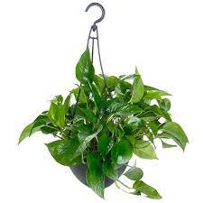 Systematically prune away older branches and stems to encourage the plant to produce more branches. Pin On Decorating With Houseplants
