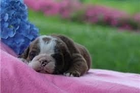 But the fun doesn't start and end with just given the fact that kentucky is known for its horses, it's little surprise that one of the tourist attractions that you can find in downtown lexington is related. English Bulldog Puppies For Sale From Lexington Kentucky Breeders
