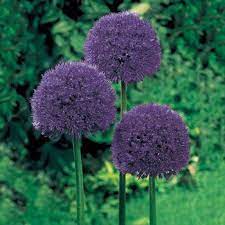 Allium Persian Blue Qty 50 Allium Flowers Allium Giganteum Rare Flowers