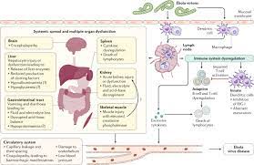 Virus family established in 1982, and amended in 2011.7,8 filoviruses form filamentous viral particles (see figure 1). Ebola Virus Disease Nature Reviews Disease Primers