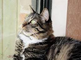 Sokaktan Kedi Aldim Ne Yapmaliyim Kedi Blog