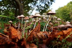 Cats need protein, but they should get it strictly from animal meat. Mushrooms May Have Become Hallucinogenic To Ward Off Predators Earth Com