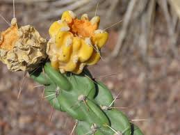 Image result for Opuntia imbricata
