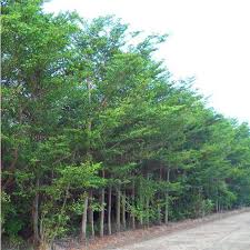 Image result for Terminalia neotaliala