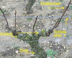 Setting up your grape vines. Vine Training Wikiwand