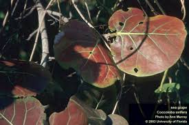 Image result for Caloncoba suffruticosa