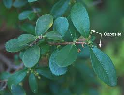 Image result for Phyllanthus paxii