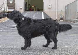 How can i prevent my labradors' hair from matting? Do Labradors Come In Long Hair Labrador Retriever Art Water Dog Labrador