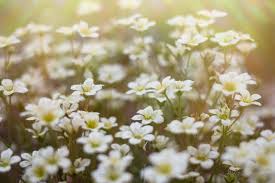 We did not find results for: Beautiful White Garden Flowers Photo 3753 Motosha Free Stock Photos