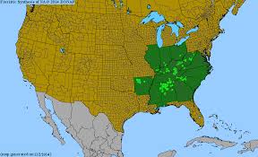 Image result for Vandenboschia