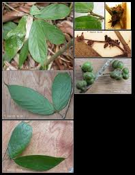 Image result for Cleistanthus