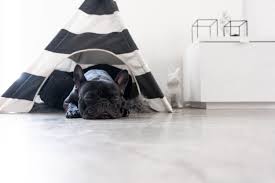 Advertise, sell, buy and rehome alapaha blue blood bulldog dogs and puppies with pets4homes. Our Puppies Acre Lake Frenchies