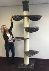 Floor to ceiling cat tree uk. 29 Floor To Ceiling Cat Trees Ideas In 2021 Cat Tree Tree Uk Quality Cat