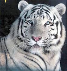 Les Felins Tigres Blancs Tigre Blanc Felin Animaux