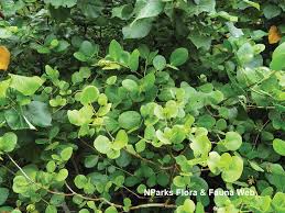 Image result for Sonneratia