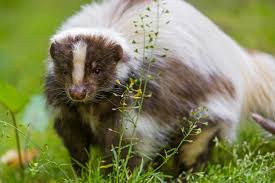 We offer a wide variety of pet supplies to choose from. 10 Exotic Pets That Are Legal In Indiana Pethelpful