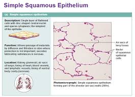 Eight Types Of Epithelial Tissue