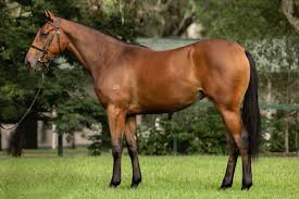 AUNT ROBERTA horse profile, breeding, statistics, form guide and news