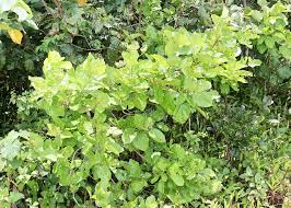 Image result for Premna serratifolia