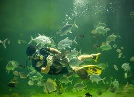 Bali green conection was merged with this page. Humans Of Kota Kinabalu Home Facebook