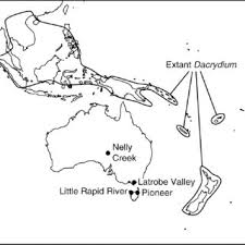 Image result for Asterochaete angustissima