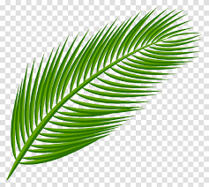 Tropics jungle tropical rainforest, green coconut leaves, watercolor leaves, leaf png 411x800px 281.8kb; Palm Leaf Picture Plant Green Veins Bird Transparent Png Pngset Com