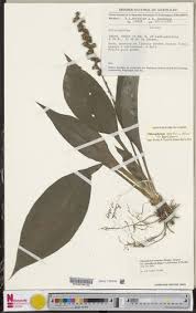 Image result for Chlorophytum sparsiflorum