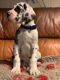 Wisconsin is a great trip for people who love being outdoors and surrounded by nature. Tamzdane Great Dane Puppies Current Litters Pups Breeding Plans