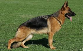 Jarman Safed Dog German Shepherd Wallpaper German Shepherd Training German Shepherd Puppies 534 watchers14.5k page views40 deviations. jarman safed dog german shepherd