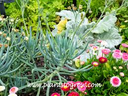 Image result for Senecio letouzeyanus