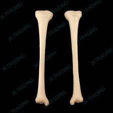 Labed image is at the end of the video. Anatomical Human Tibia Bone Model Left And Right Leg Skeleton Anatomy