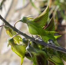 Image result for Crotalaria filicaulis