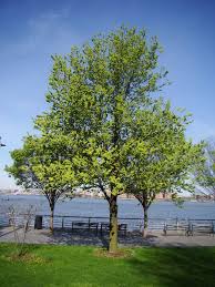 Image result for Ulmaceae