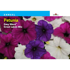 Whether you're looking for a dandelions seeds or rare giant seeds, we've got you covered with a variety of styles. Burpee Petunia Easy Wave Great Lakes Mix Seed 45612 The Home Depot