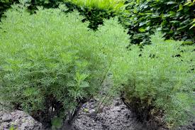 Image result for Cola mossambicensis