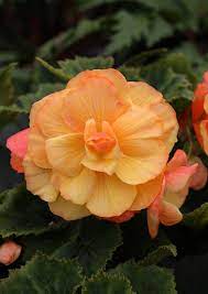 How To Propagate Your Houseplants Using Plant Cuttings Plant Cuttings Begonia Plants