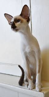 Yoo Der Evens In Yer Mini Skirt Me Be Fabulous Ands Yer Nots Pretty Cats Oriental Shorthair Cats Cute Cats