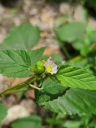 Image result for Melochia melissifolia