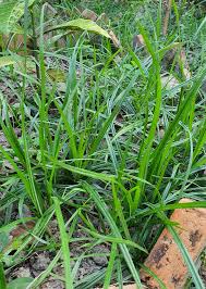 Image result for Cyperus nduru