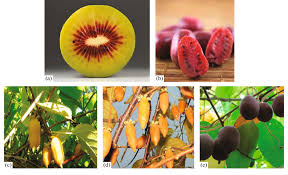 Image result for Actinidia