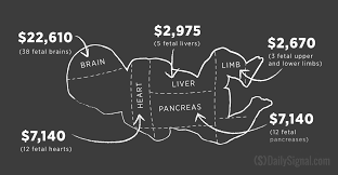 Heres How Much Baby Body Parts Cost