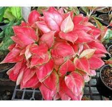 Aglaonema Red Zircon Calathea Plant Plants Chinese Evergreen Plant